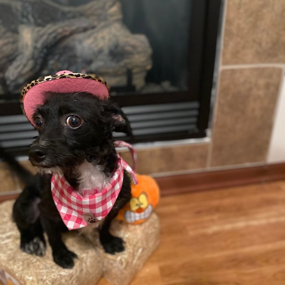 NOT FOR SALE!! Just showing off my dog Luna - Picture 4 of 9